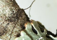 Hypogymnia incurvoides