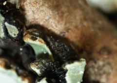 Hypogymnia incurvoides