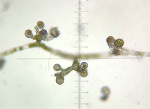 Vaucheria canalicularis, 2026-03-23