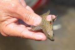 Pterygoplichthys punctatus