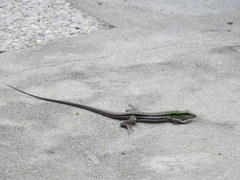 Ameiva atrigularis