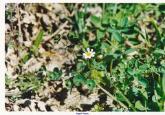 Euphorbia angulata