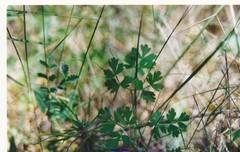 Thalictrum tuberosum