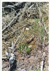 Sanguisorba minor minor