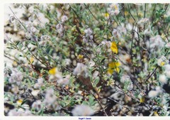 Helianthemum hirtum
