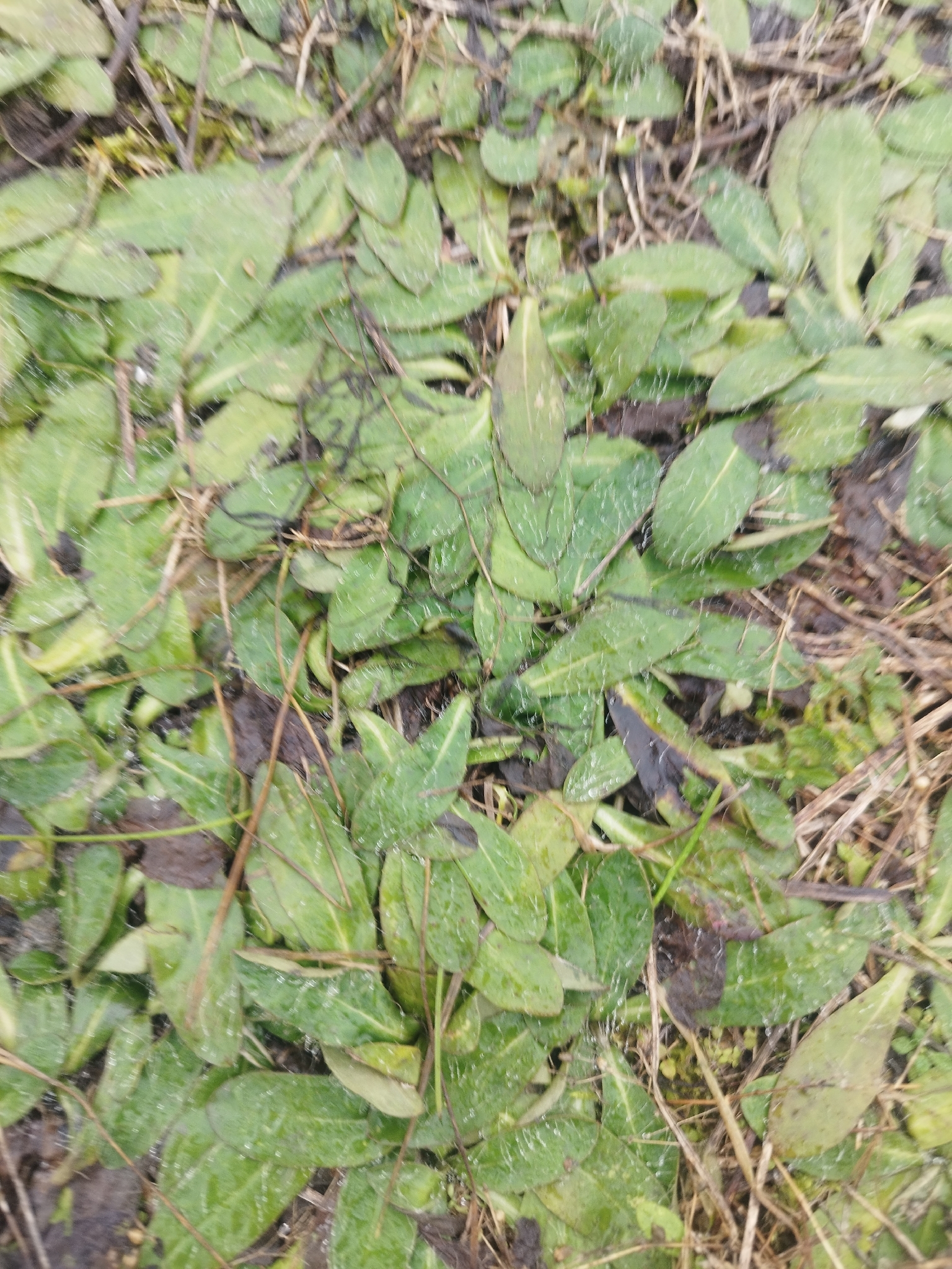 Hieracium Pilosella (Pilosella officinarum)