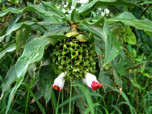 Costus lucanusianus, photograph 4