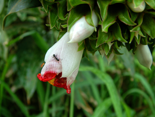 Costus lucanusianus, photograph 3