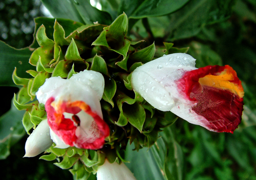 Costus lucanusianus, photograph 5