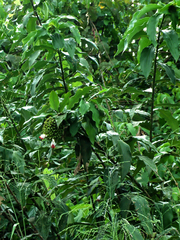 Costus lucanusianus, photograph (c) Philippe Hornus, some rights reserved (CC BY)