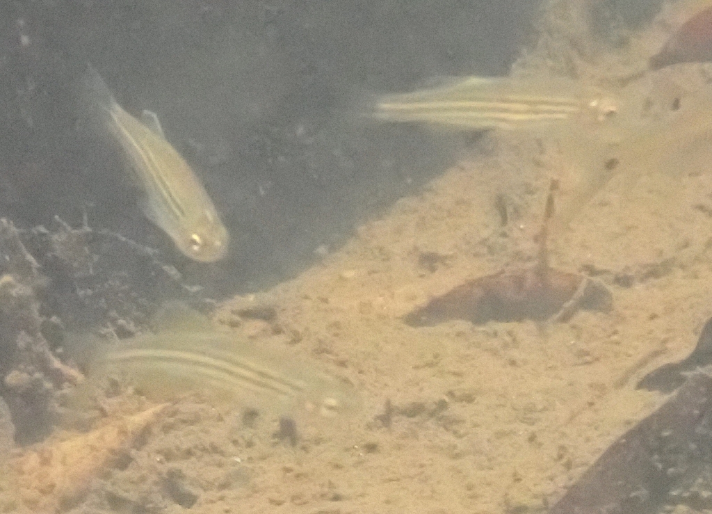 Leopard danio (Danio rerio) — Cyprinidae