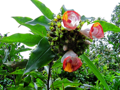 Costus lucanusianus, photograph (c) Philippe Hornus, some rights reserved (CC BY)