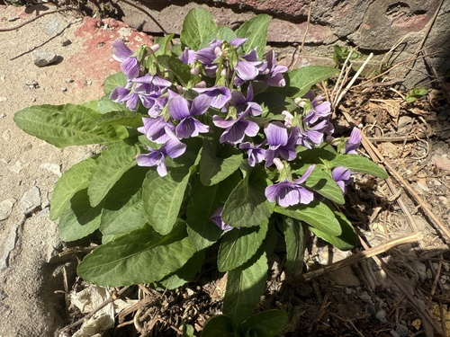 Prionantha violet