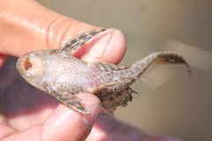 Hypostomus bolivianus