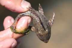 Hypostomus bolivianus