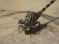 Paragomphus sinaiticus