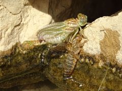 Paragomphus sinaiticus