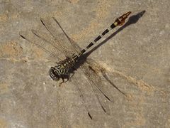 Paragomphus sinaiticus