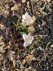 Crocus