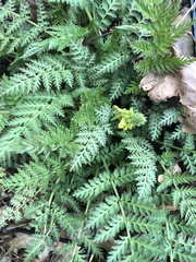 Corydalis cheilanthifolia