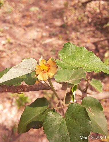 Littleleaf Wissadula (Wissadula parvifolia)