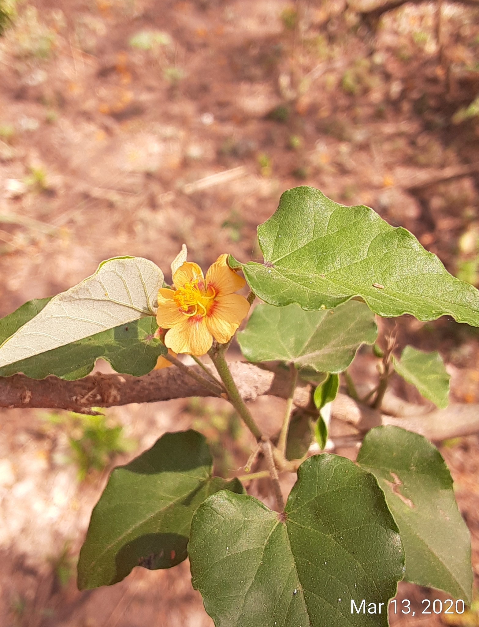 Wissadula parvifolia