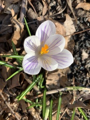 Crocus