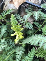 Corydalis cheilanthifolia