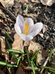 Crocus