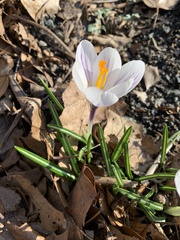 Crocus