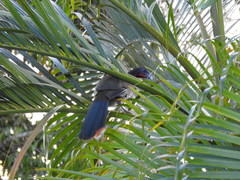 Ortalis ruficauda ruficauda