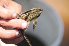 Pterygoplichthys punctatus