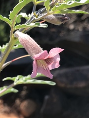 Sesamum triphyllum