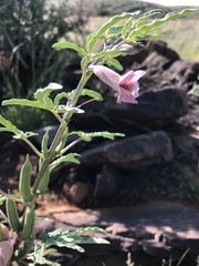 Sesamum triphyllum