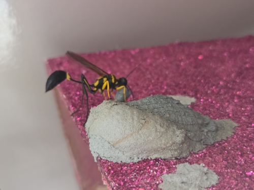 Sceliphron fistularium