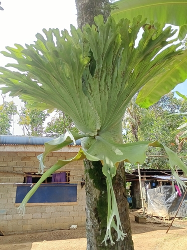 Platycerium grande