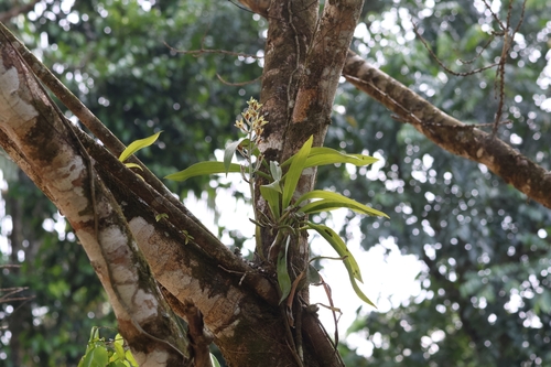 Dendrolirium lasiopetalum, 2026-04-04