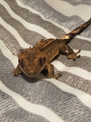 Correlophus