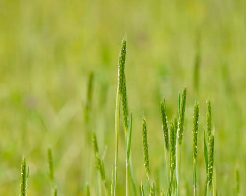 Alopecurus japonicus iNat (1)
