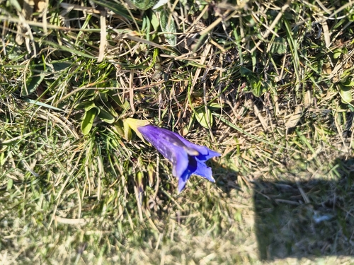 trumpet gentian (Gentiana acaulis)