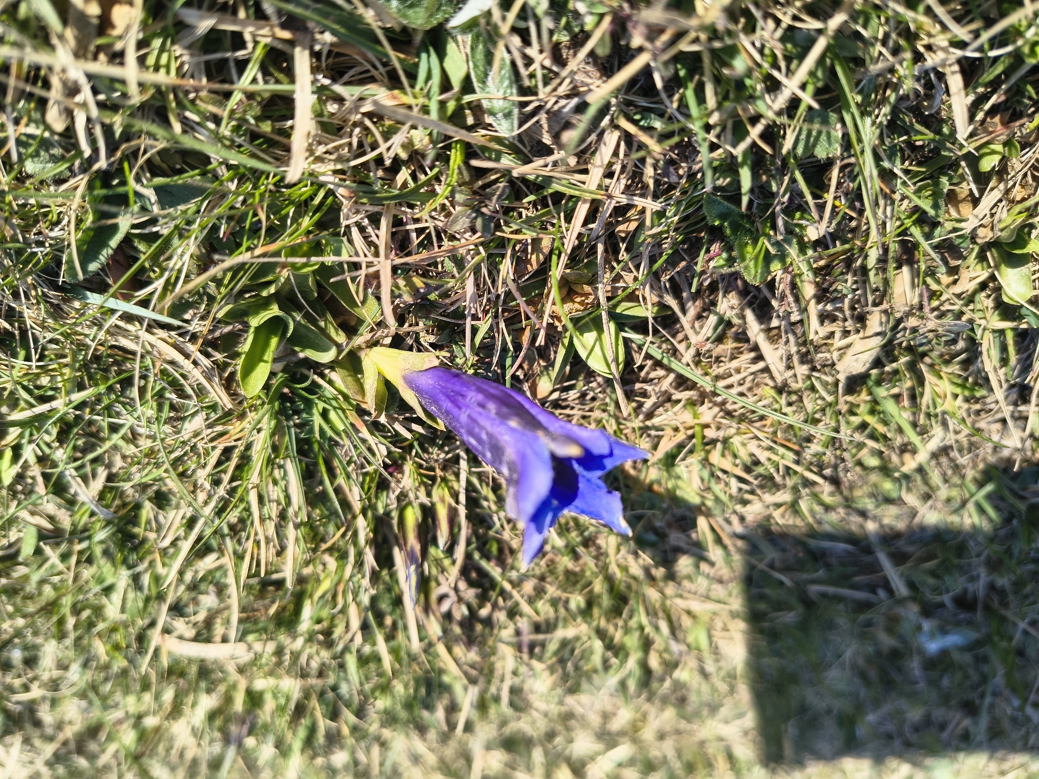 Trumpet Gentian (Gentiana acaulis)