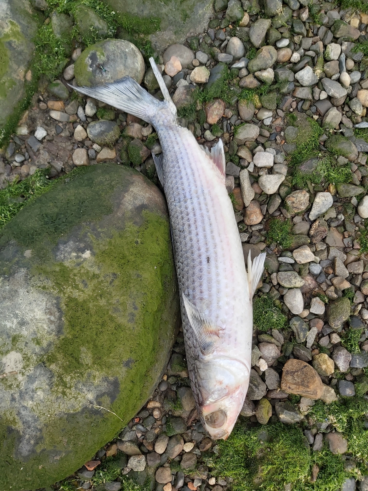 belanak, beyah, black mullet, bouri, bully mullet, callifaver mullet, cipal, common mullet, flathead grey mullet, flathead mullet, gewöhnliche meeräsche, grey mullet, harder, haskefal, lisa, muge, mulet, mulet cabot, mullet, sea mullet, striped mullet