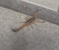 Centruroides vittatus