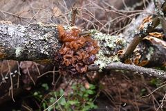 Phaeotremella foliacea