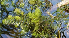 Ceratophyllum