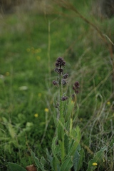 Anchusa