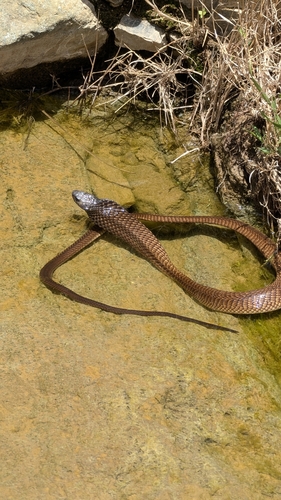 Arabian Cobra