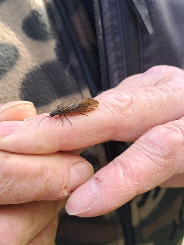 Holarctic Alderflies