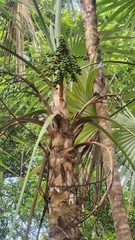 Coccothrinax argentea