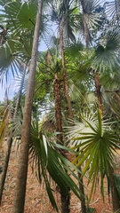 author not stated, no rights reserved Coccothrinax argentea, photograph author not stated, no rights reserved